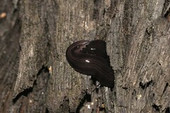 Kontikia ventrolineata