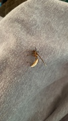 Apoica