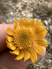 Tetraneuris linearifolia