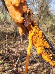 Fusicolla merismoides