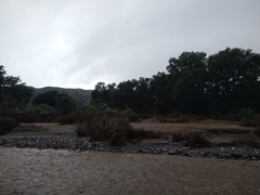 Hesperoyucca whipplei