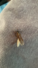 Apoica
