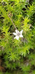Galium andrewsii