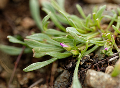 Calandrinia menziesii