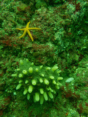 Polymastia pachymastia