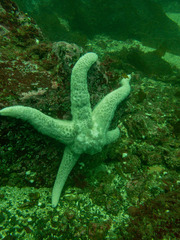 Pisaster brevispinus