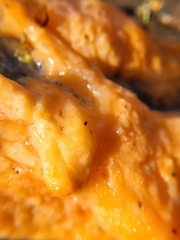 Fusicolla merismoides