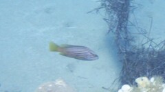 Epinephelus