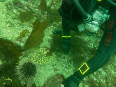 Polymastia pachymastia