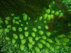 Polymastia pachymastia