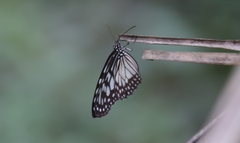 Ideopsis juventa