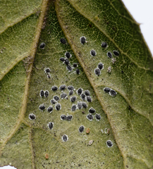 Aleuroplatus coronata