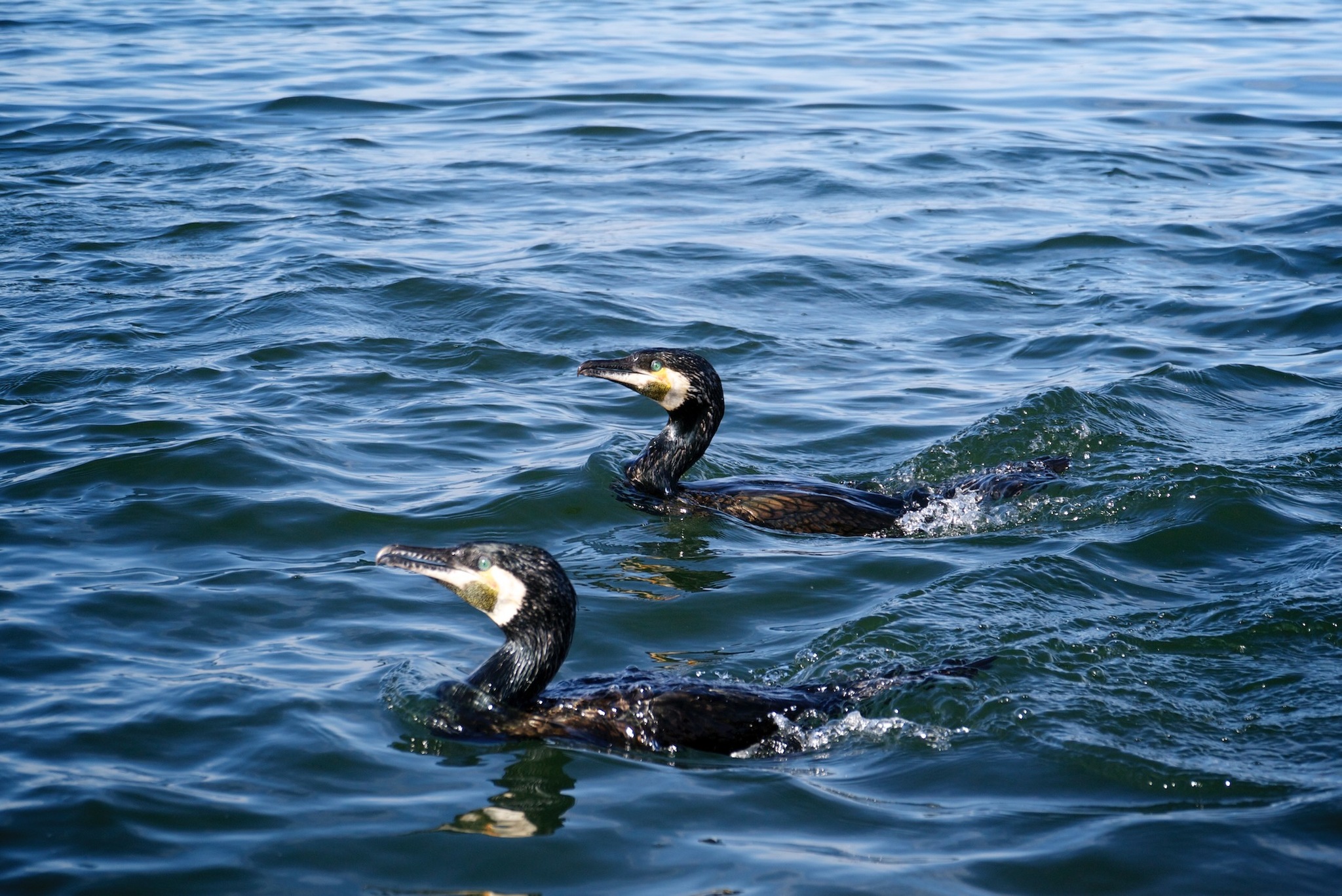 Great Cormorant