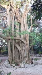 Ficus cotinifolia