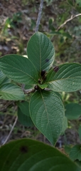 Ixoroideae