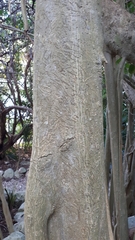 Ficus cotinifolia