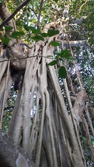 Ficus cotinifolia