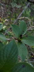 Ixoroideae