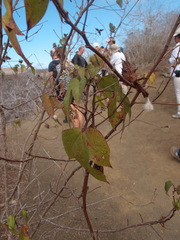 Gossypium barbadense