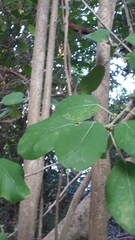 Ficus cotinifolia