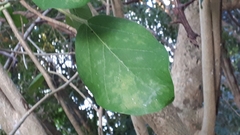Ficus cotinifolia