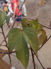 Gossypium barbadense