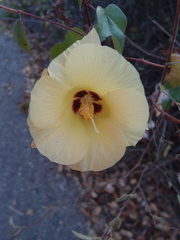 Gossypium barbadense