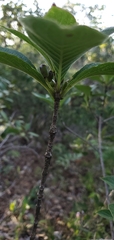Ixoroideae