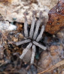 Calisoga longitarsis