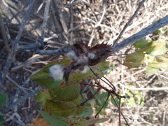 Gossypium barbadense