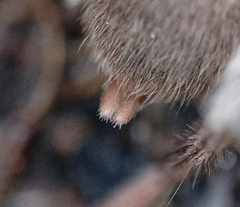 Calisoga longitarsis