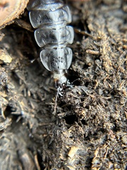 Silphinae