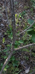 Ixoroideae