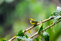 Tangara icterocephala