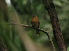 Mitrephanes phaeocercus