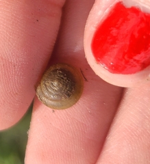 Discus rotundatus