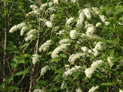 Prunus padus
