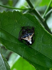 Verrucosa