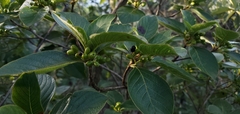 Ixoroideae