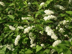 Prunus padus