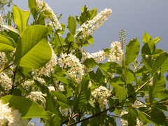 Prunus padus