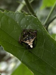Verrucosa