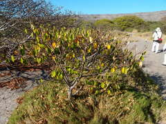 Hippomane mancinella