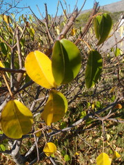Hippomane mancinella