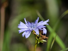 Cichorium intybus