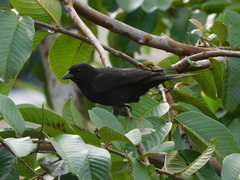 Molothrus bonariensis