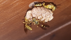 Mischocyttarus basimacula