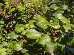 Hippomane mancinella