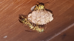 Mischocyttarus basimacula