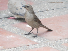 Molothrus bonariensis